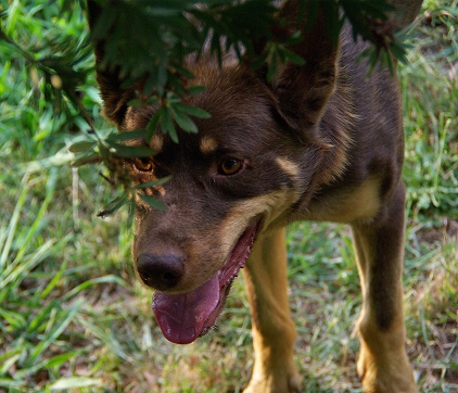Noonbarra kelpie sales